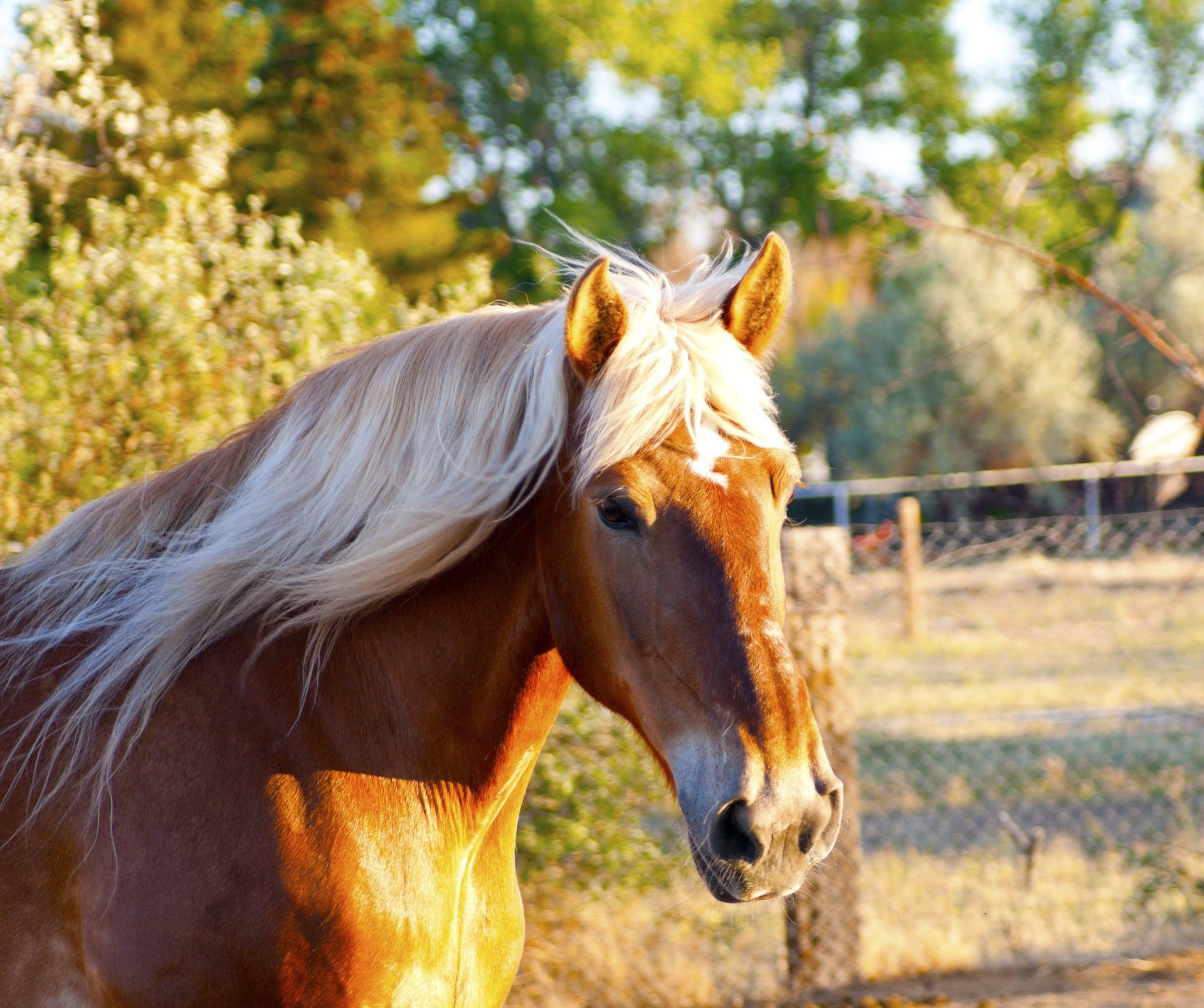 Horse Breeds- The Percheron