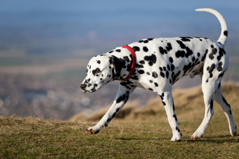 Fido Meets Filly: 8 Best Barn Dog Breeds - Horse Rookie