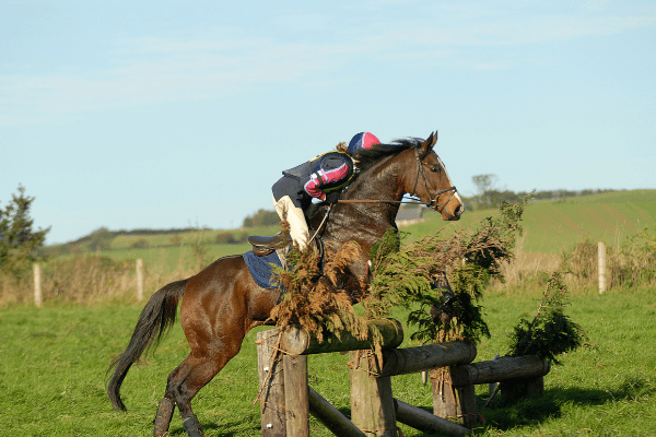 bay eventing horse