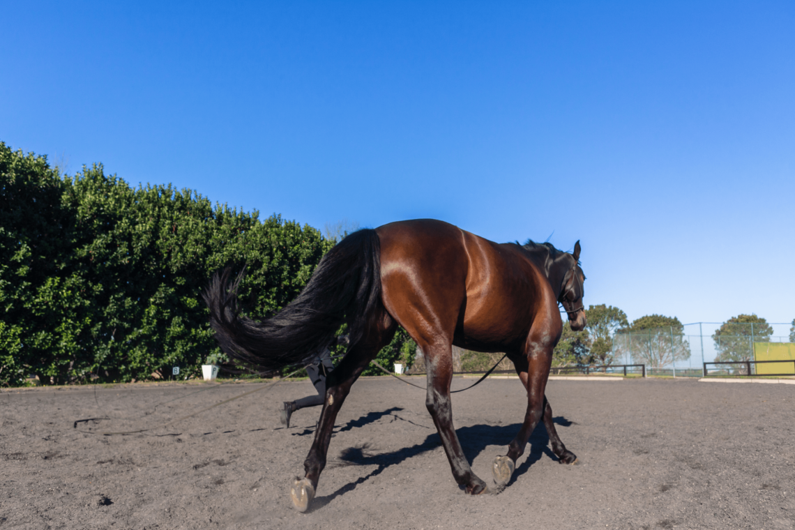 The Biggest Loser Horse Weight Loss Guide for Beginners Horse Rookie