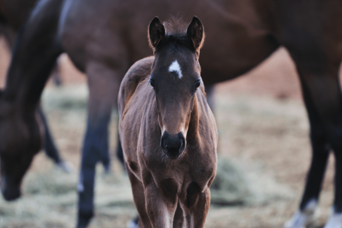 A Helpful Horse Gender Guide For Beginners