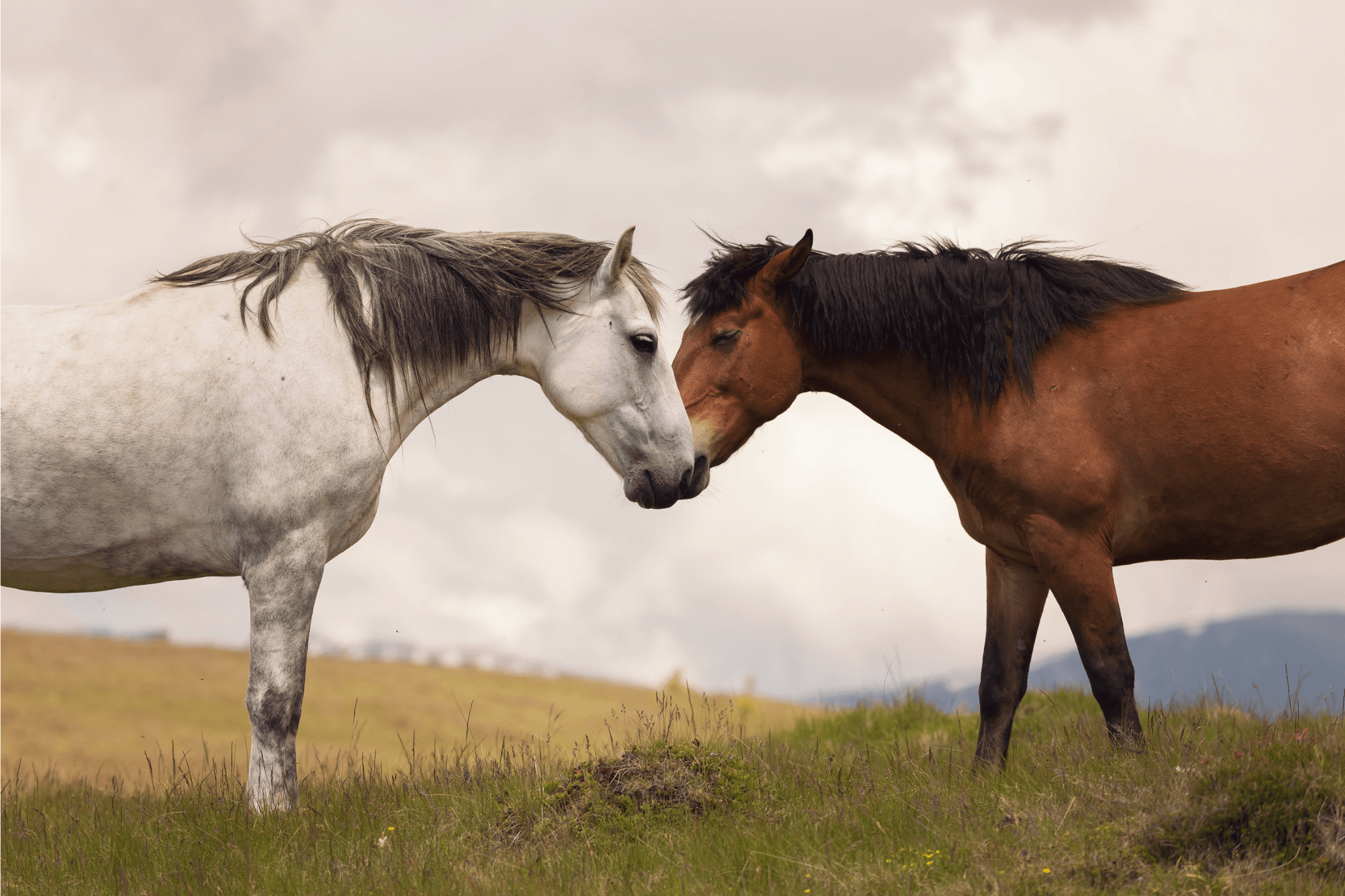 What Is The Female Of Horse