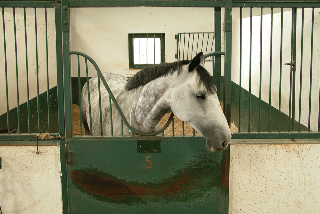 horse in a stall