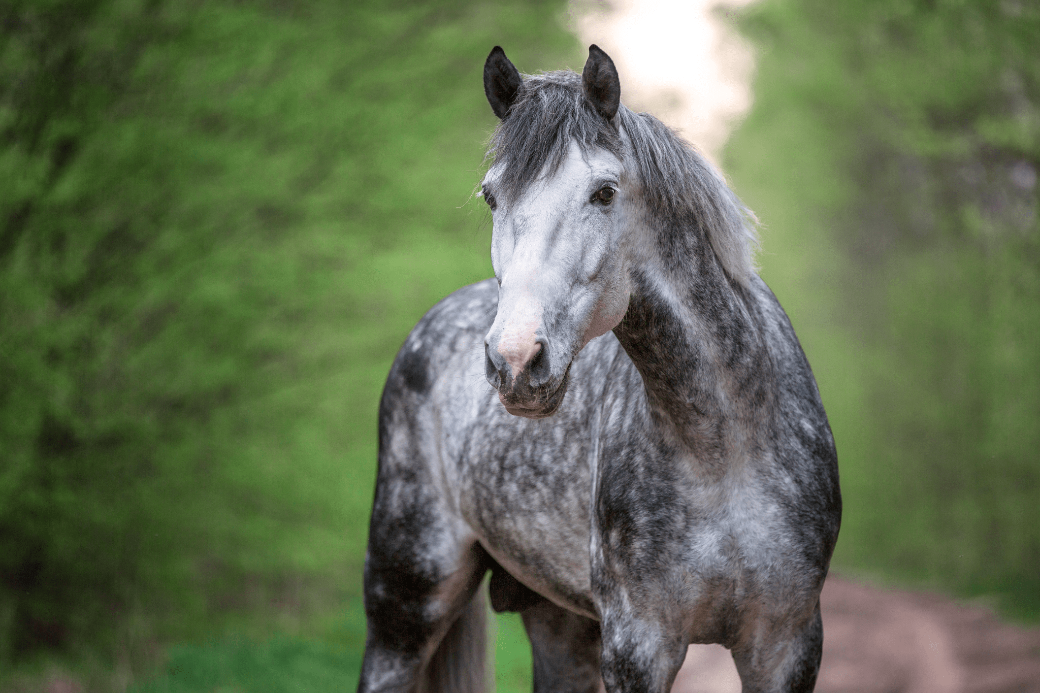 162-black-horse-names-animal-names