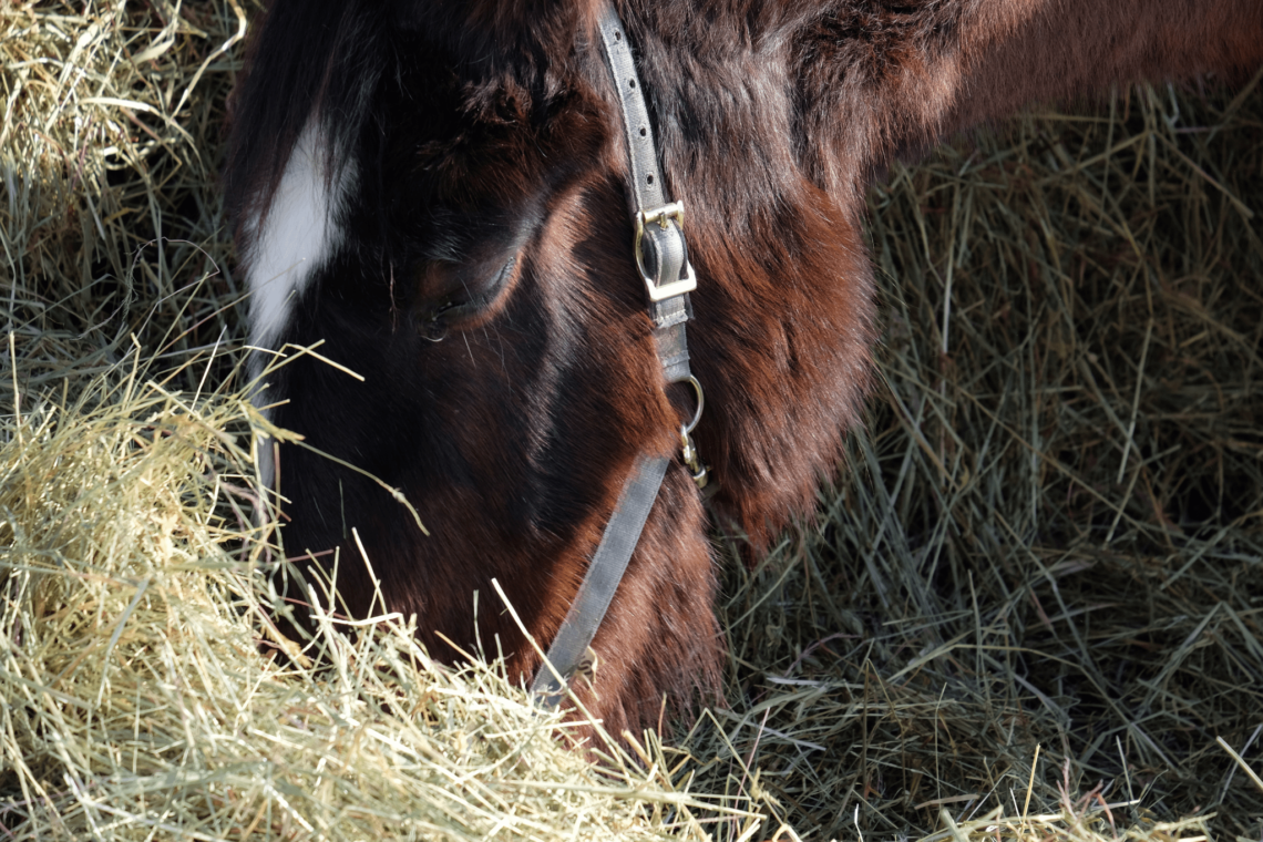 Hard Keepers Made Easy: Horse Weight Gain for Beginners - Horse Rookie