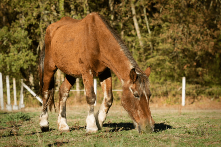Hard Keepers Made Easy Horse Weight Gain for Beginners Horse Rookie