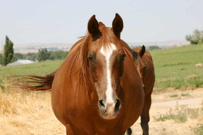 The Biggest Loser Horse Weight Loss Guide for Beginners Horse Rookie