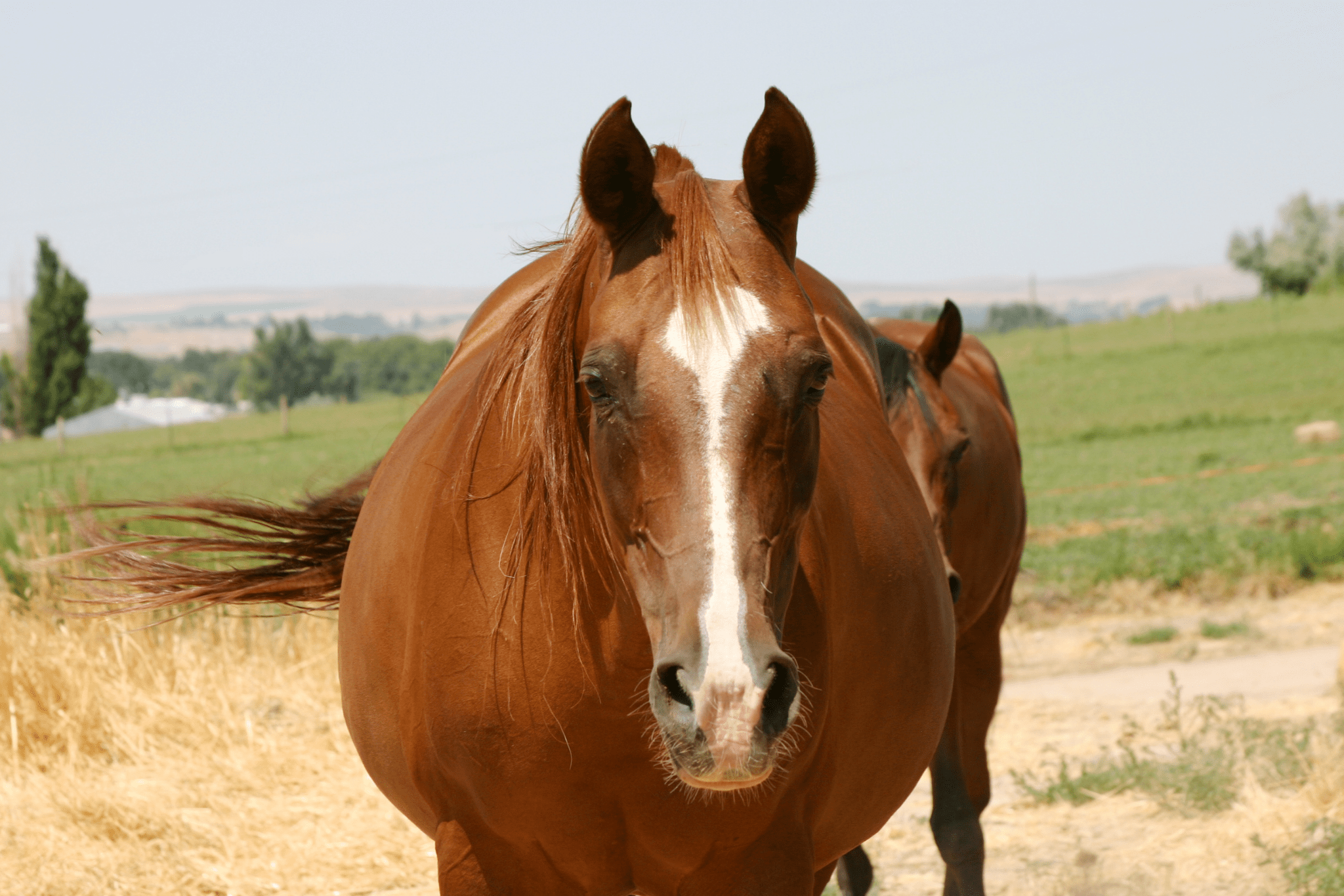 The Biggest Loser Horse Weight Loss Guide For Beginners Horse Rookie