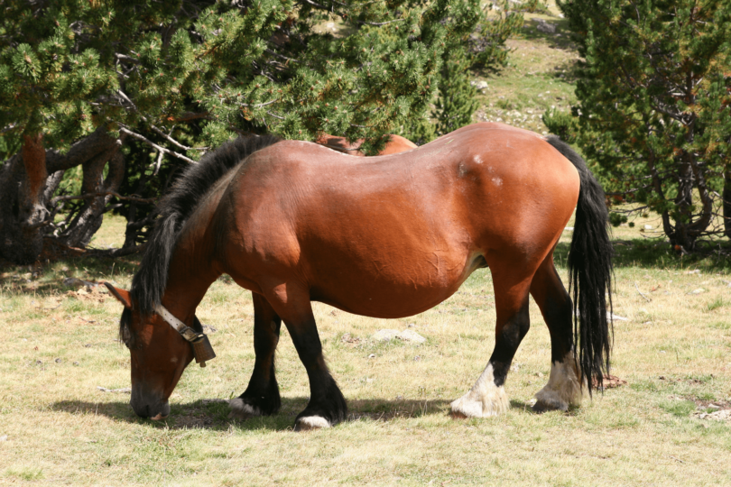 overweight horse