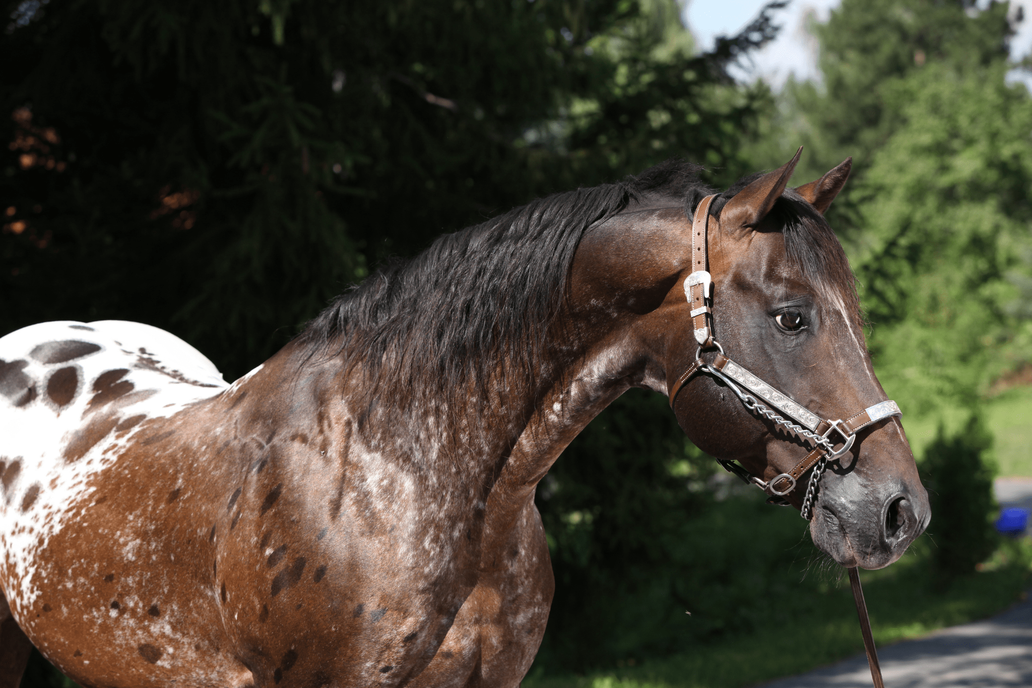 5 Hardy Horse Breeds With The Longest Lifespans