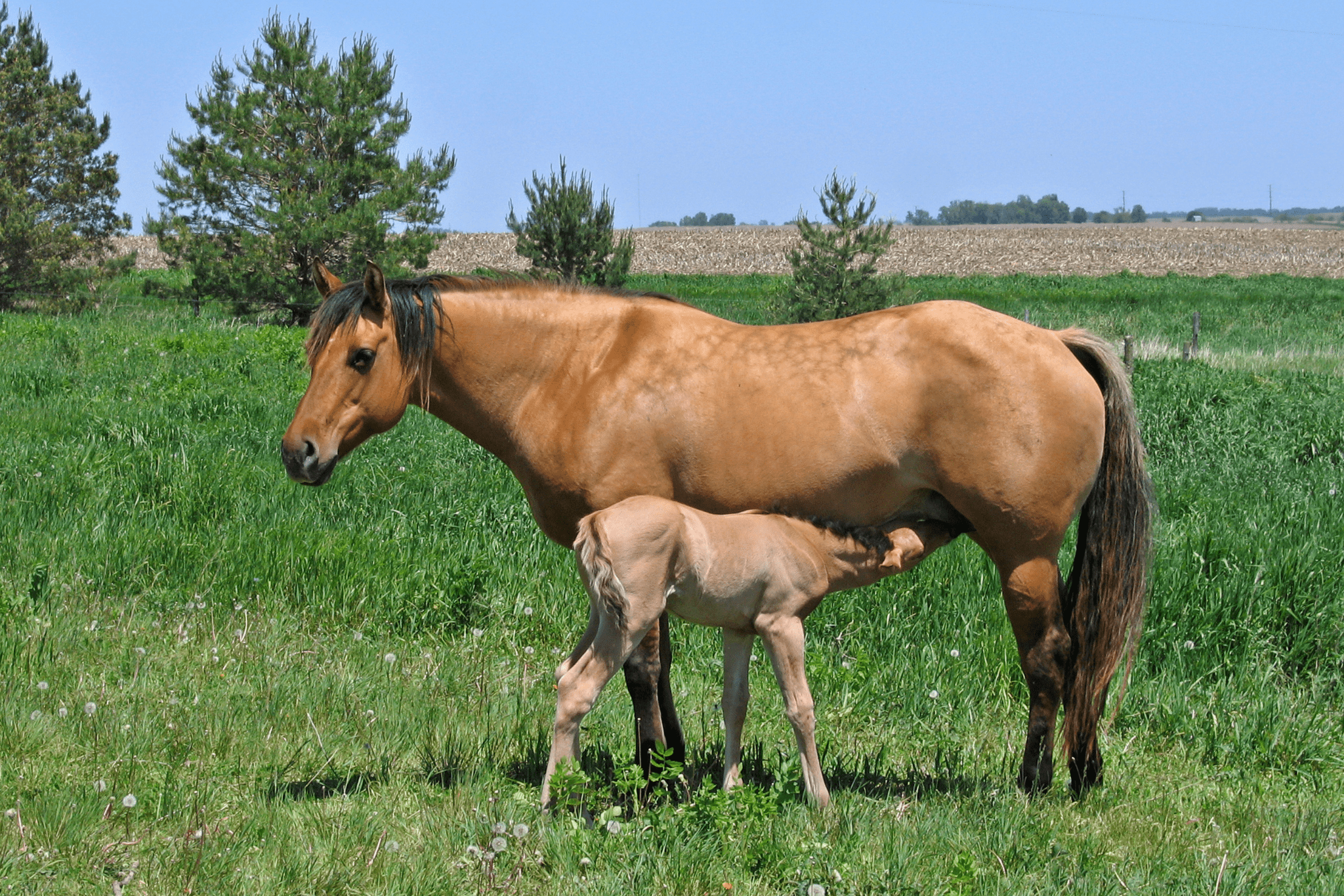 a-helpful-horse-gender-guide-for-beginners