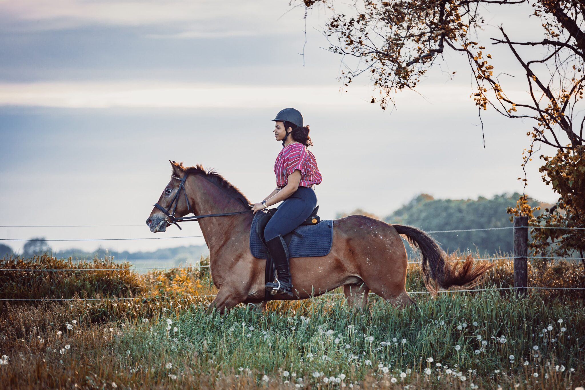 5 Best Horse Bits for Trail Riding Success - Horse Rookie