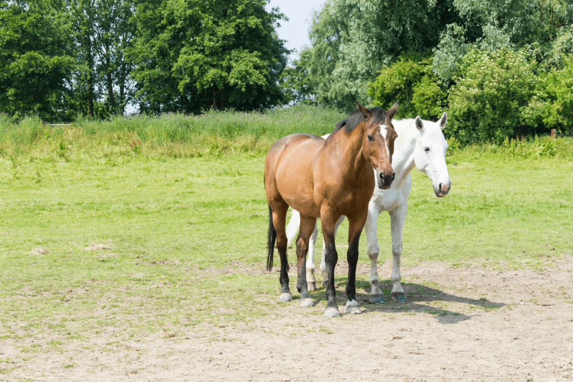 Tips & Tricks How to Help Senior Horses Gain Weight Horse Rookie