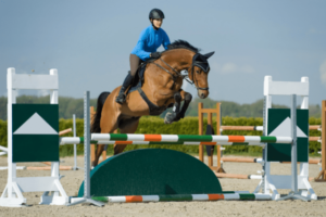 11 Best Horse Breeds for Jumping Big and Clear - Horse Rookie