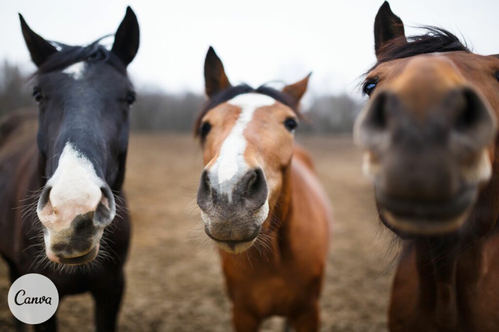 3 horses