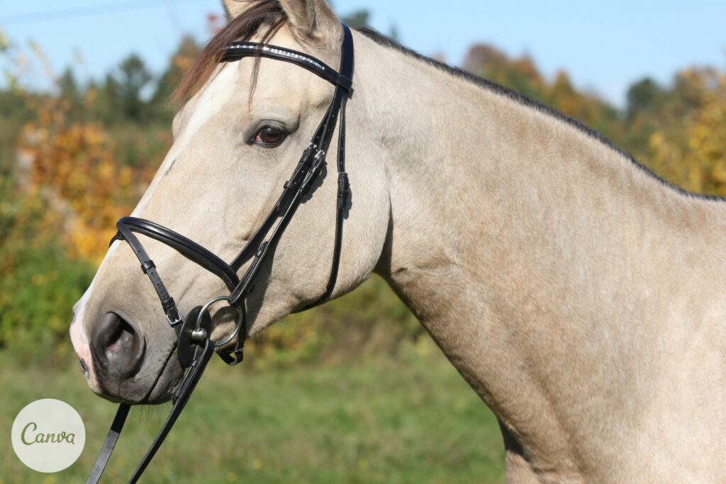 Bridled horse