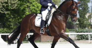 dressage horse