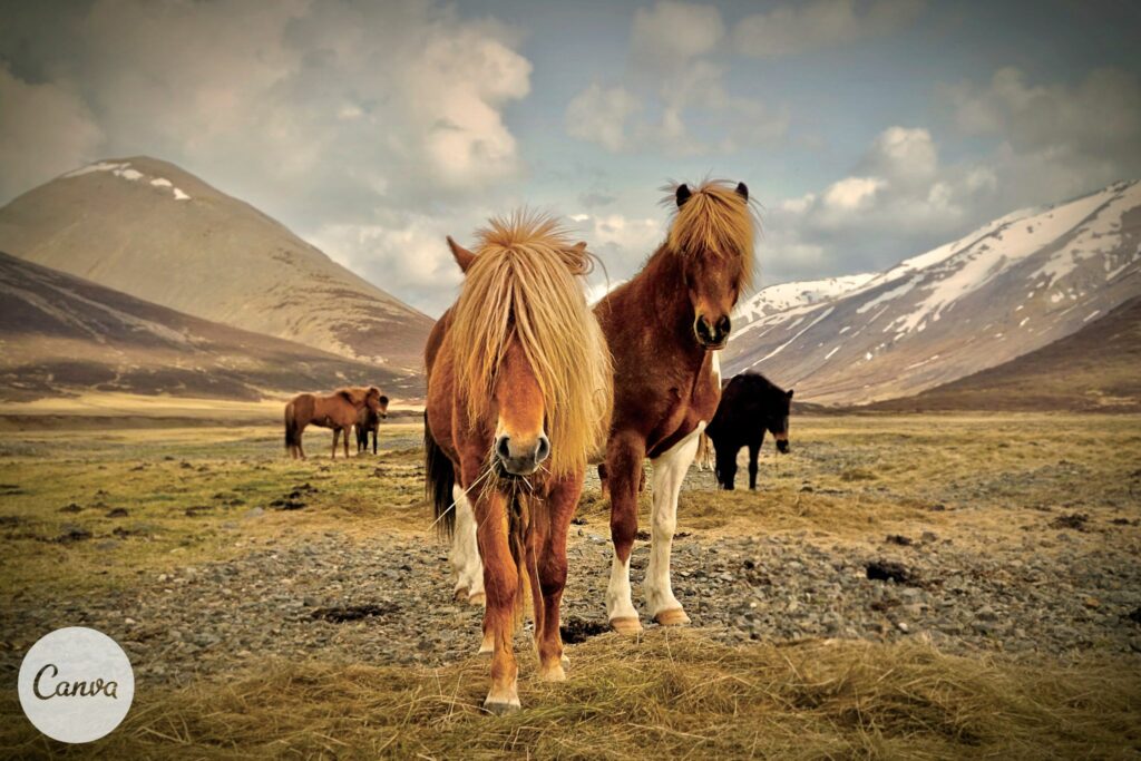 Wild horses
