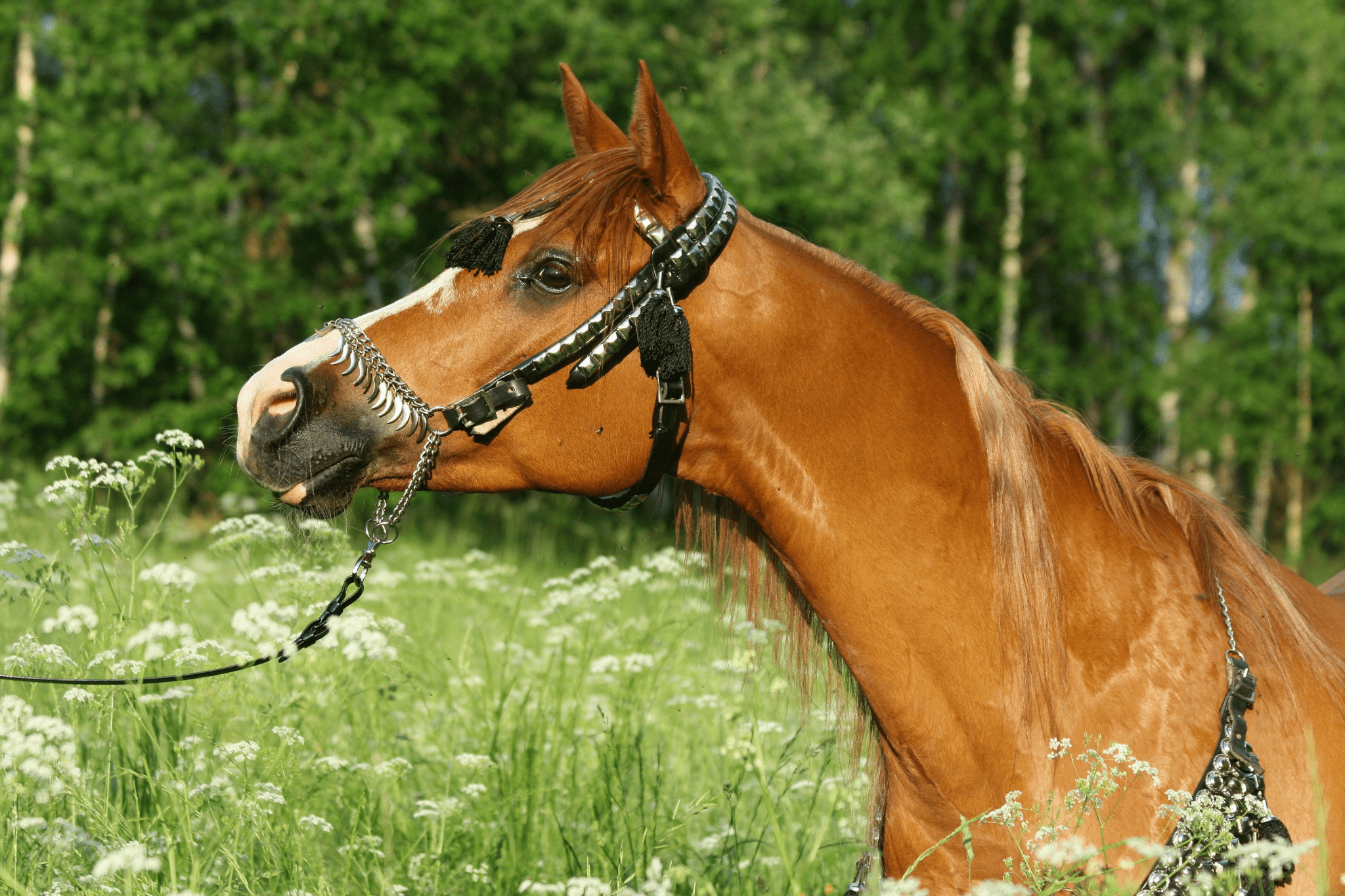Arabian Horse Lifespan 101 (Helpful Beginner’s Guide)