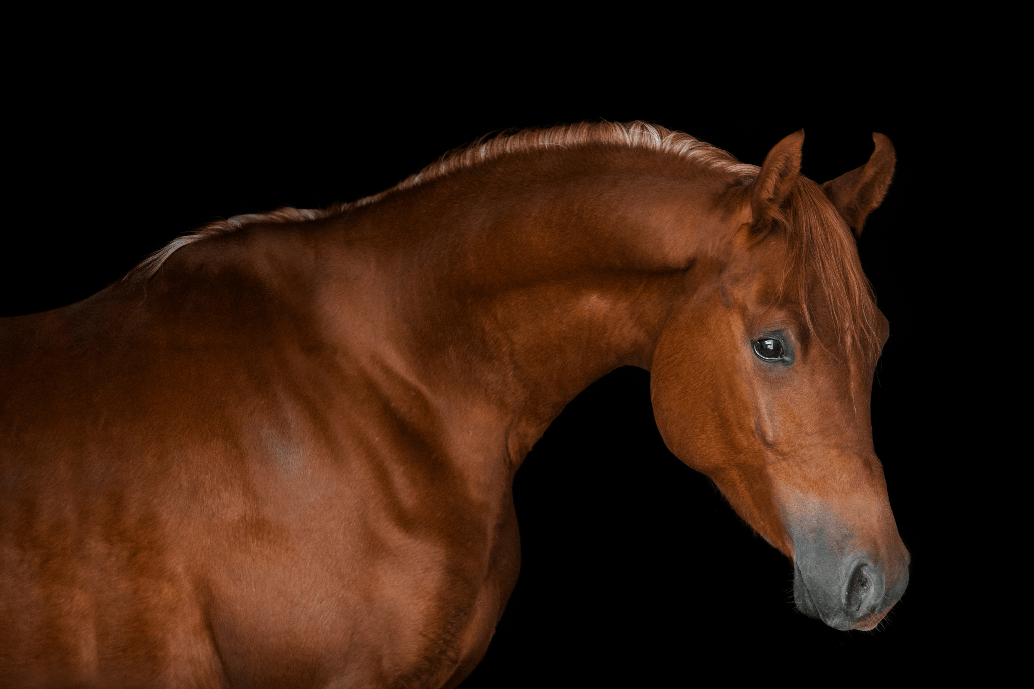Arabian Horse Lifespan 101 Helpful Beginner S Guide