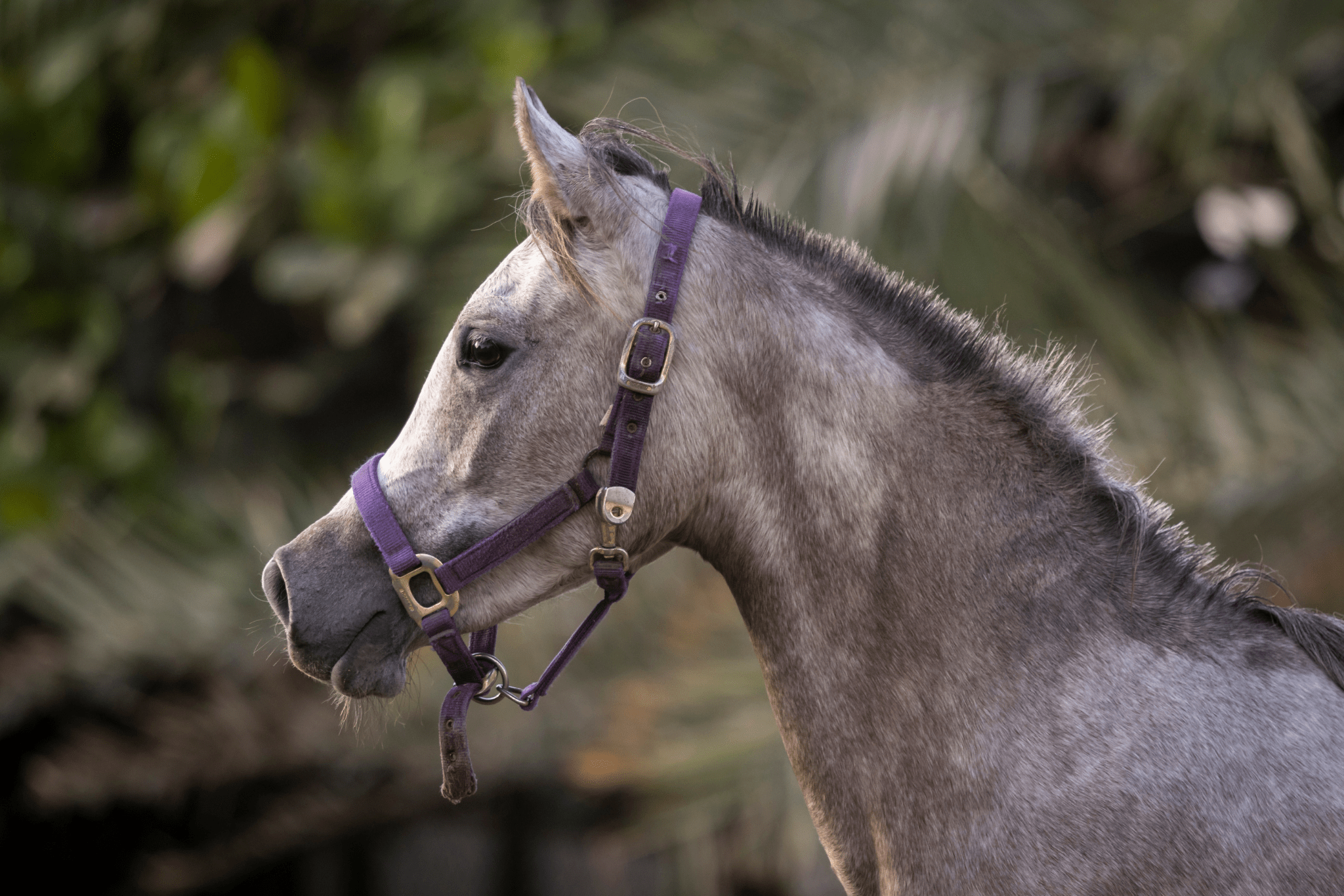 Arabian Horse Lifespan 101 (Helpful Beginner’s Guide)