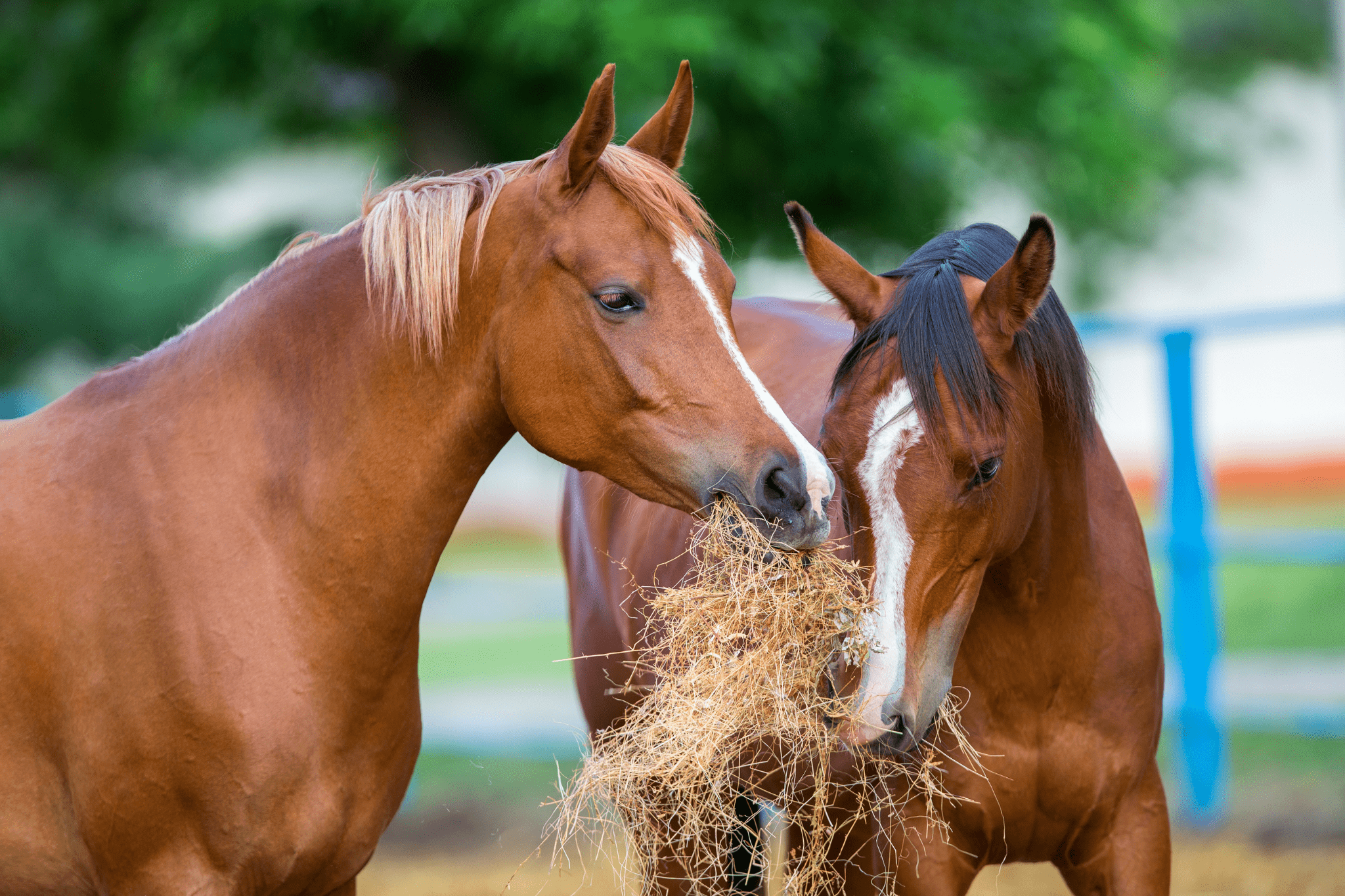 How Much Clover Can A Horse Eat