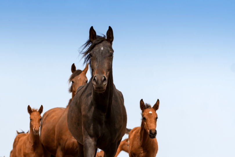 Groups Of Horses A Beginner S Guide To Herd Dynamics