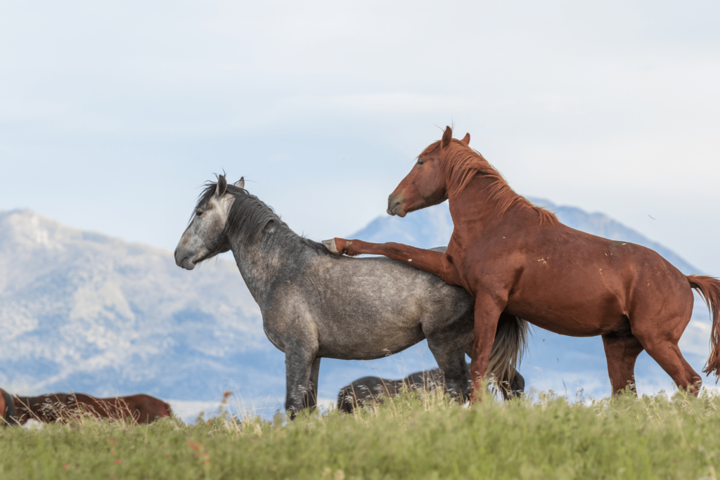 horse behavior