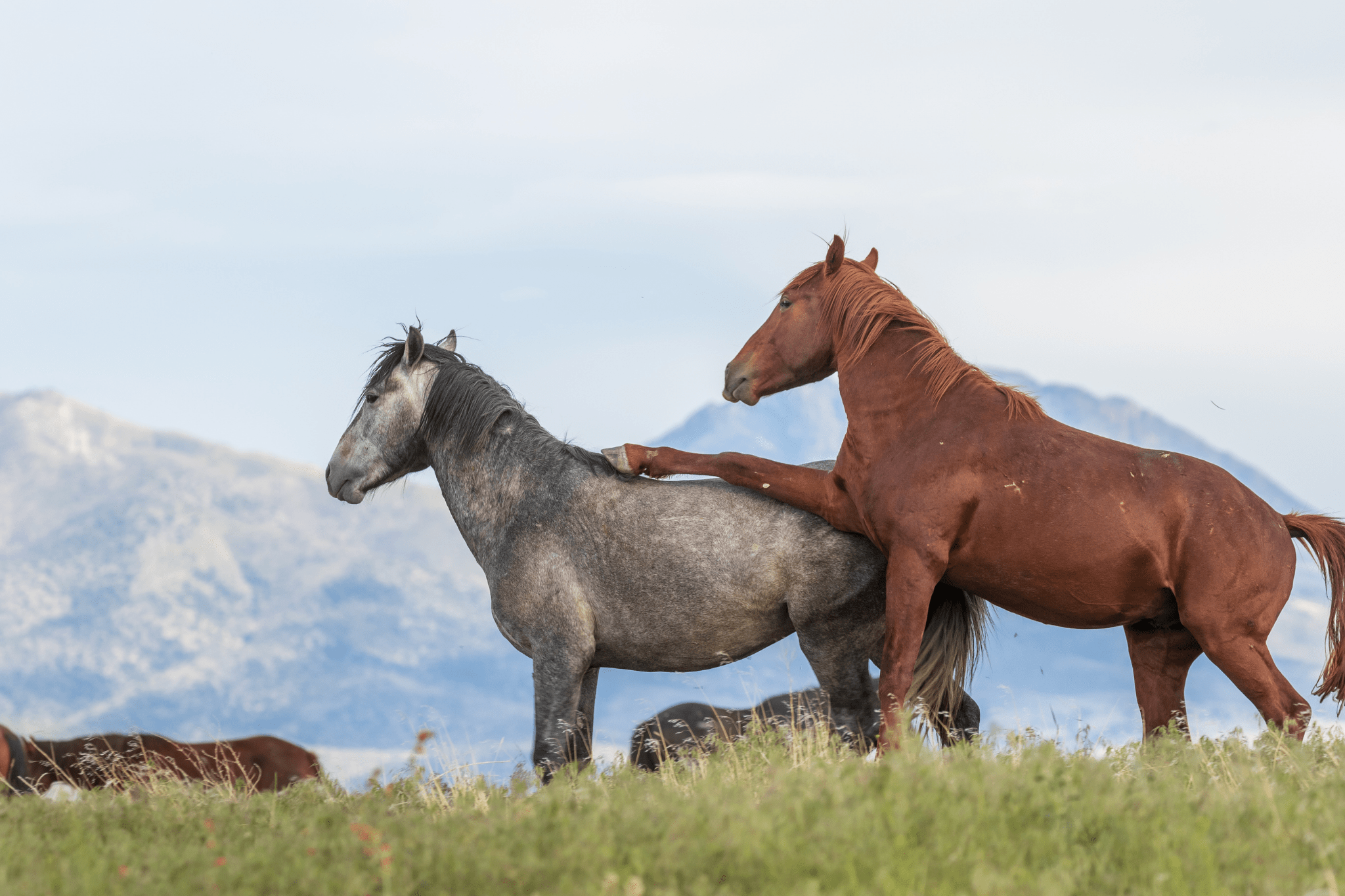 Groups of Horses A Beginner’s Guide to Herd Dynamics