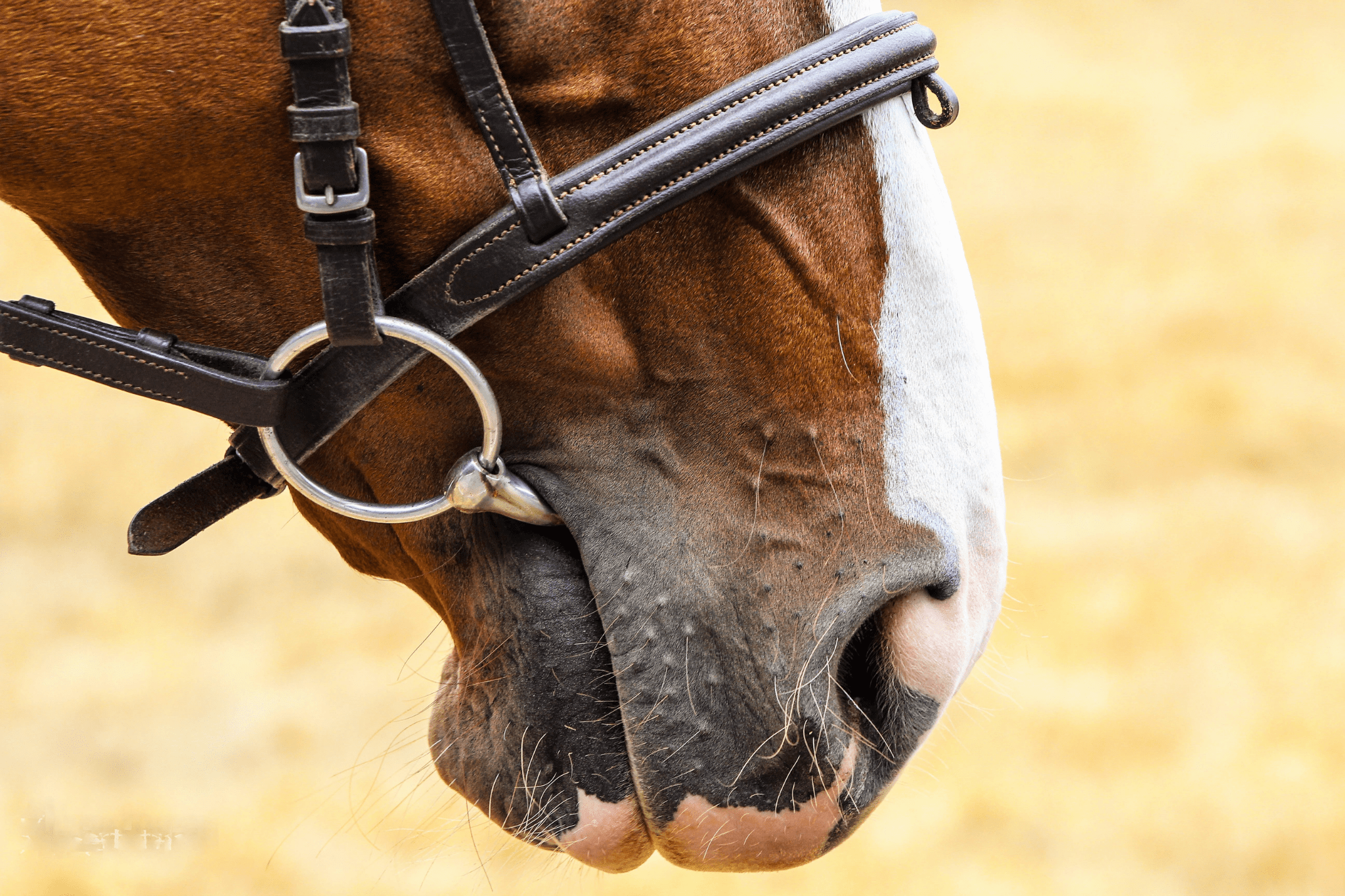 Types Of Curb Horse Bits