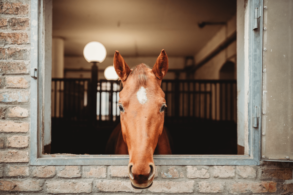 Horse Boarding 101 (What it Costs, Types, FAQs) Horse Rookie