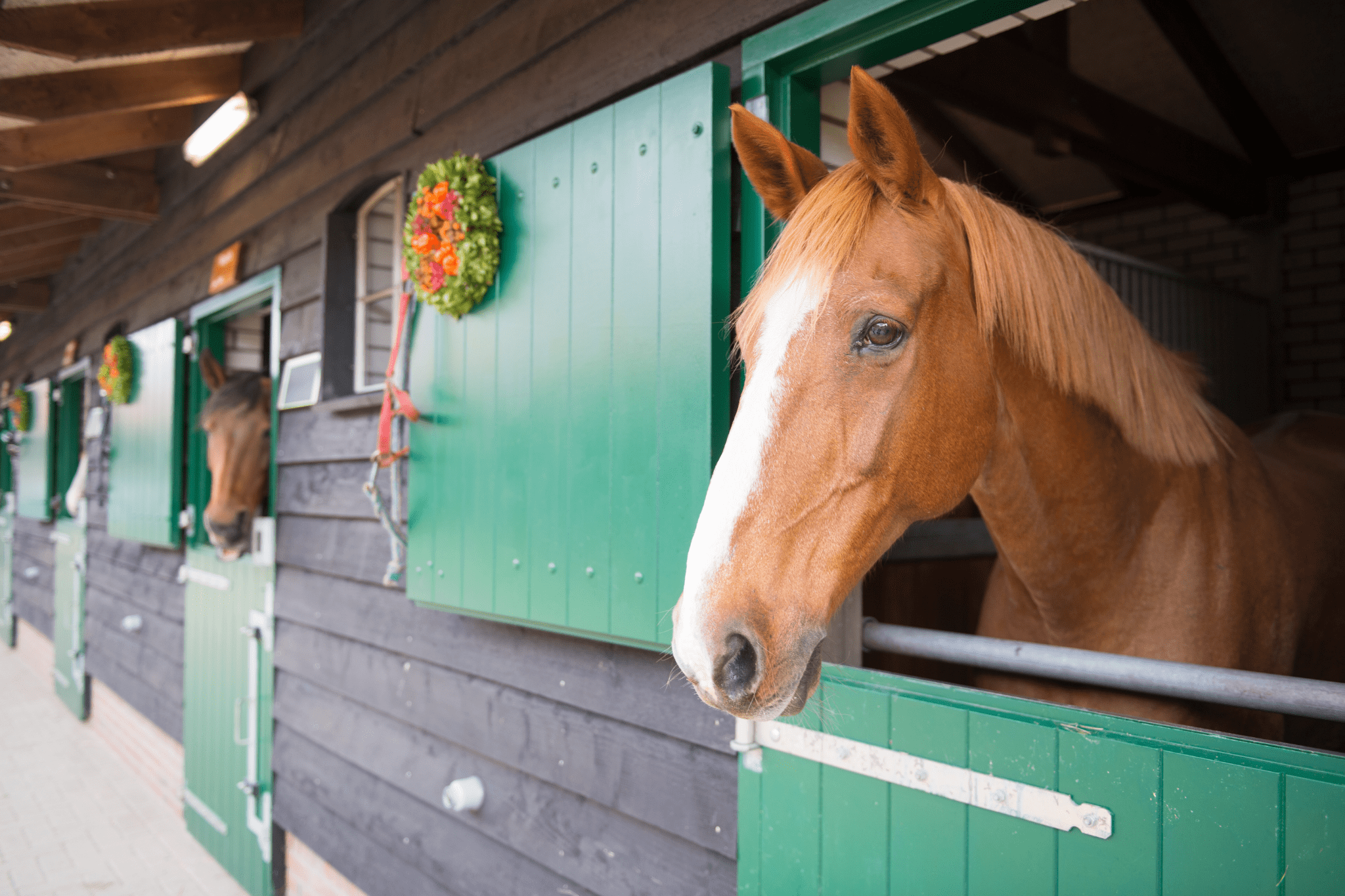 horse stables in