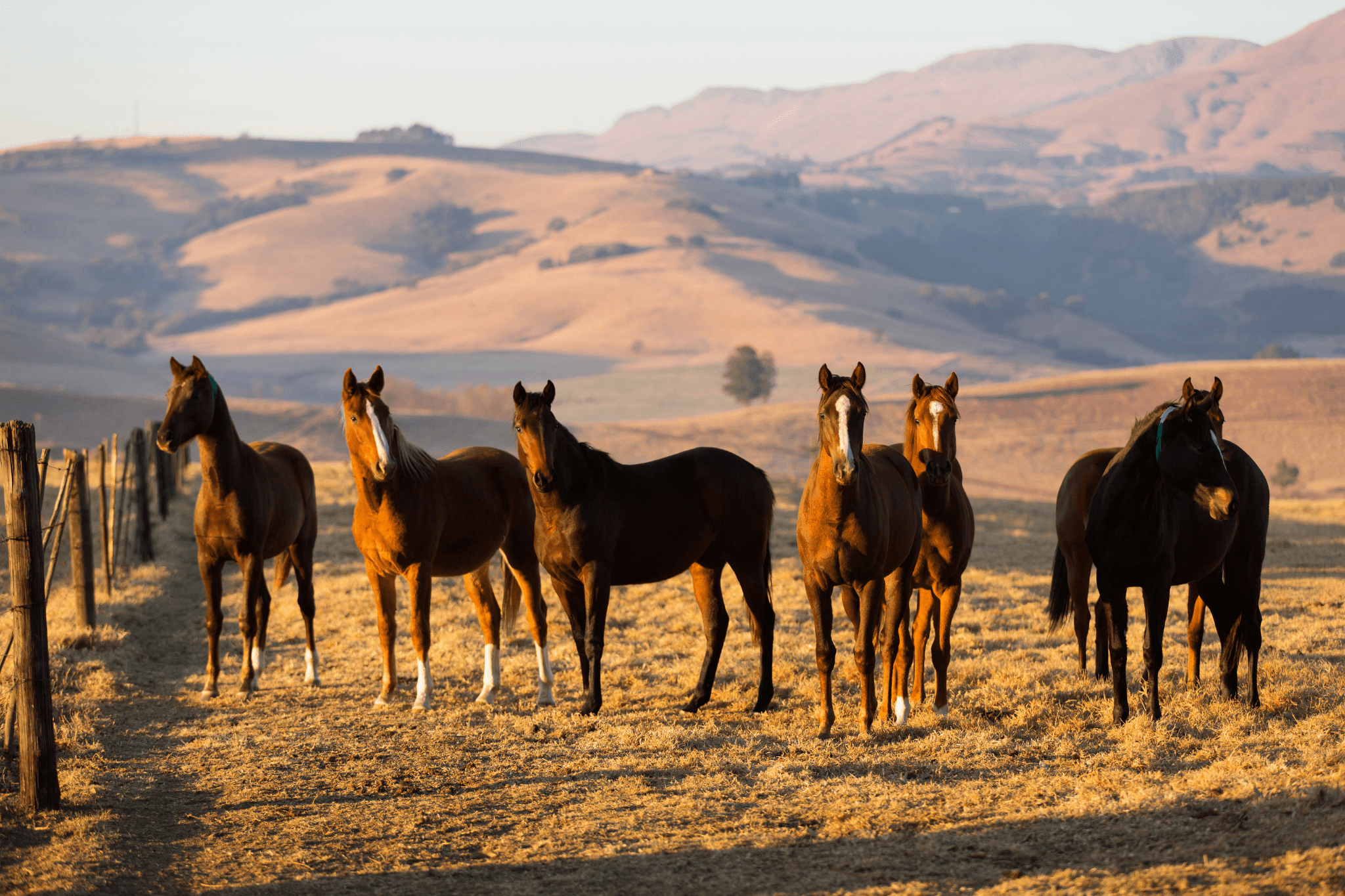 Groups of Horses A Beginner’s Guide to Herd Dynamics