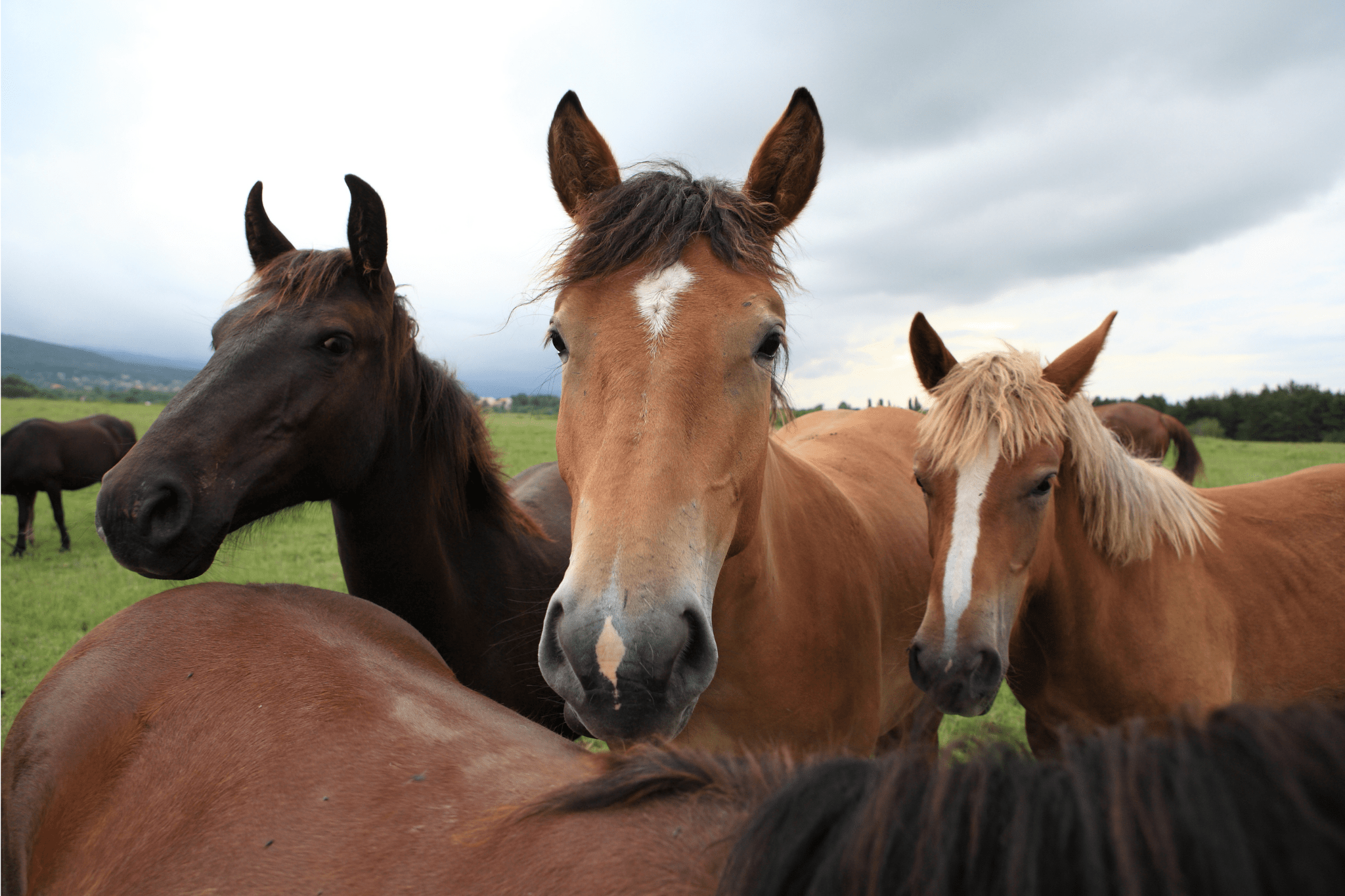 Groups of Horses: A Beginner’s Guide to Herd Dynamics