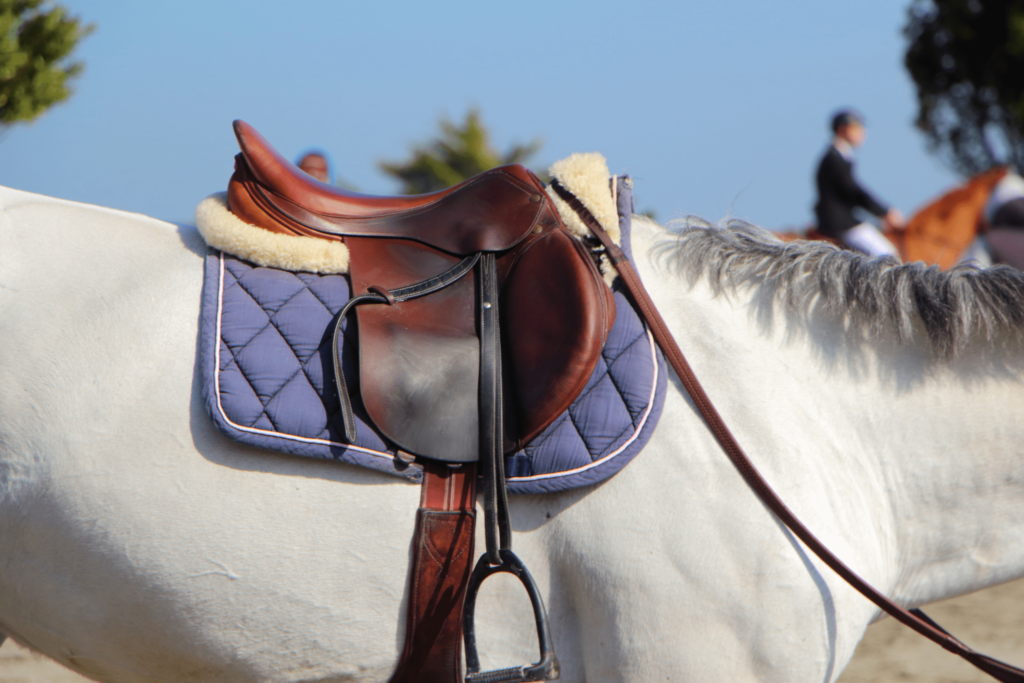 horse saddle pad