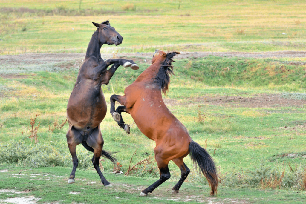 stallions fighting