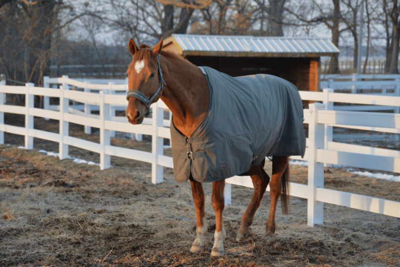 Horse Boarding 101 (What it Costs, Types, FAQs) - Horse Rookie