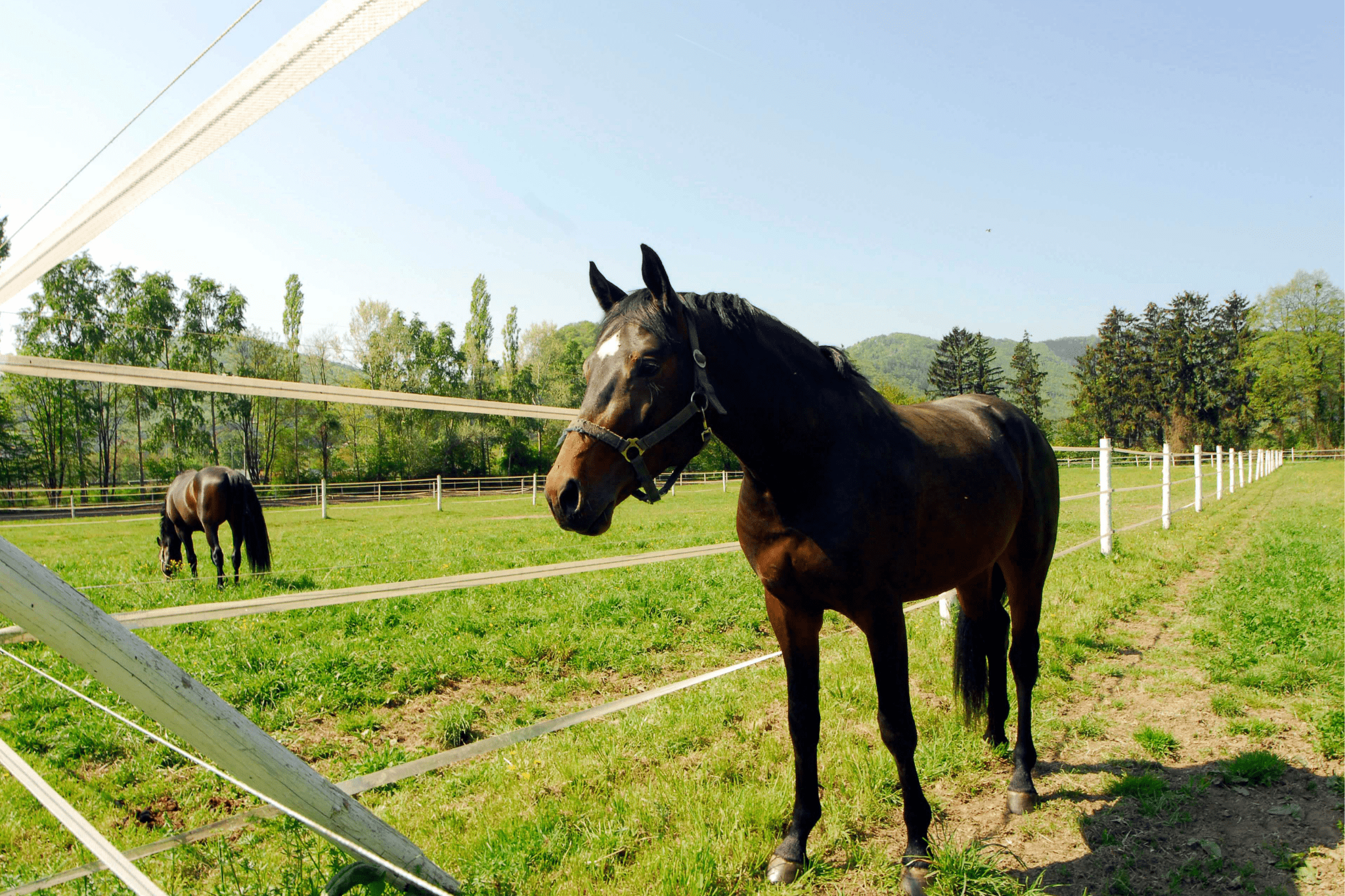Horse Boarding 101 (What it Costs, Types, FAQs) - Horse Rookie