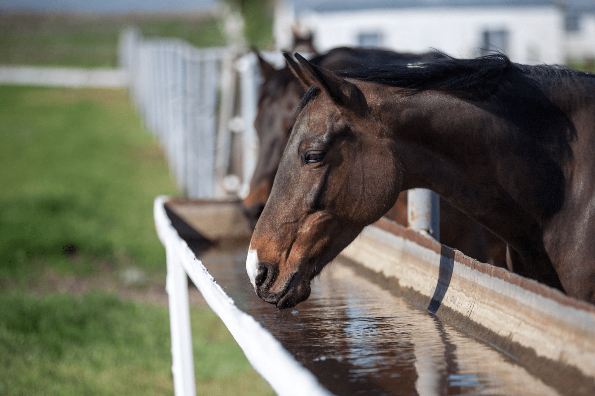 Sticker shock How much does it cost to feed a horse?