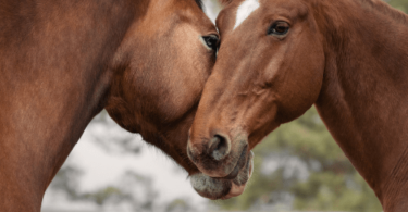 horse friends