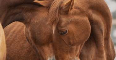 natural horsemanship