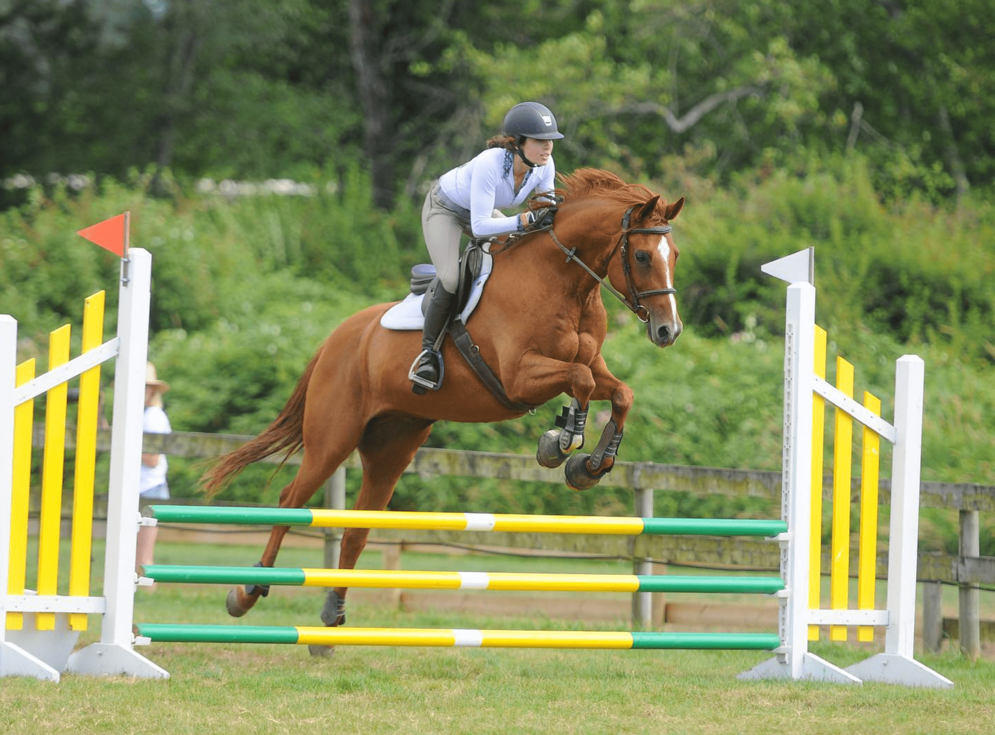 What Is The Best Rabbit For Show Jumping