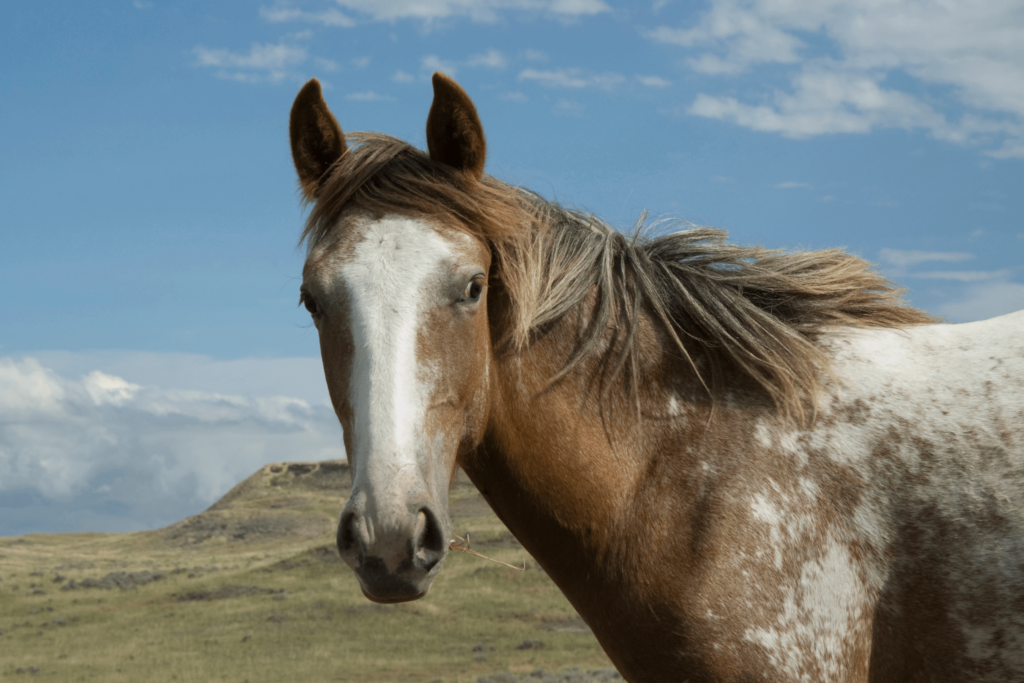 How to Care for a Yearling Horse (Feed, Training, etc.)