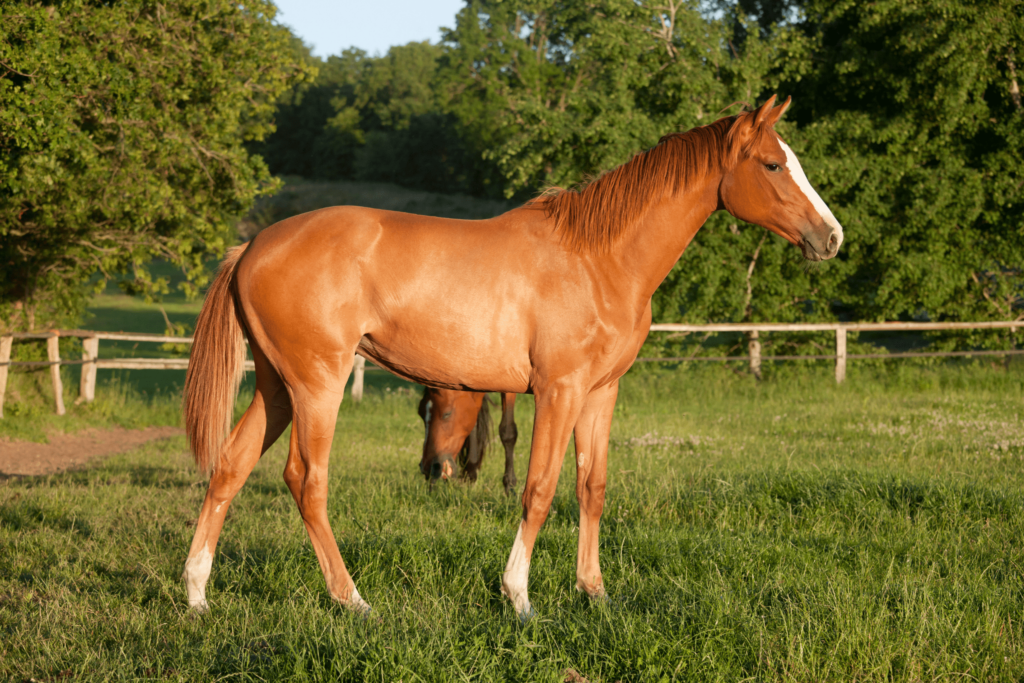 yearling horse