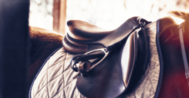 best english saddle for beginners
