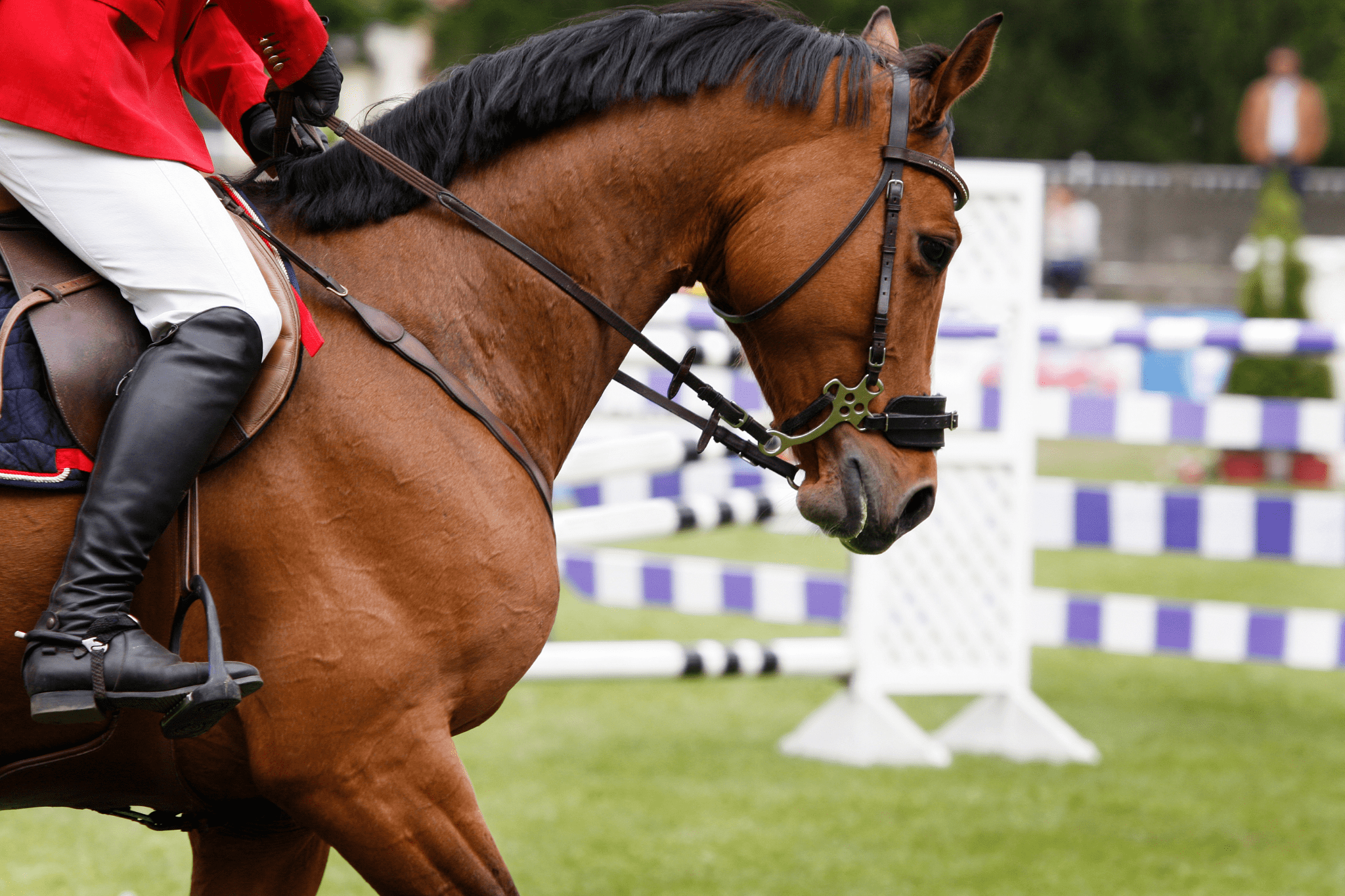 Bet You Didn't Know Equestrian Olympics Sports Facts Horse Rookie