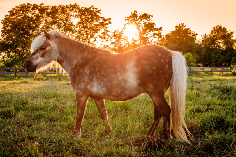 shetland pony at sunset