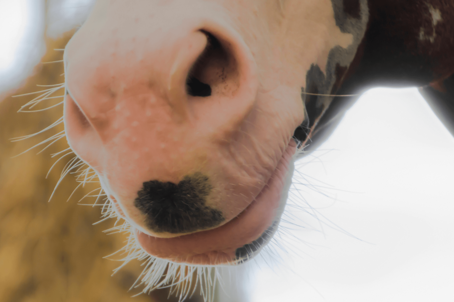 Which Herbs and Vegetables to Feed Your Horse (And Why)