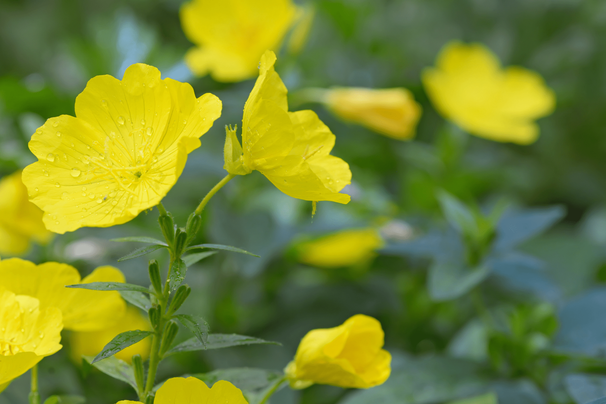 Which Herbs and Vegetables to Feed Your Horse (And Why)