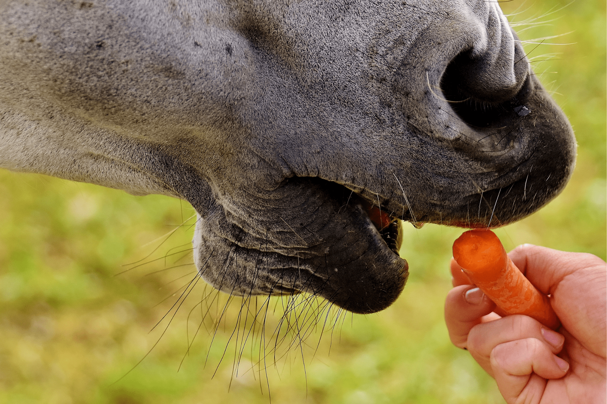 Which Herbs and Vegetables to Feed Your Horse (And Why)